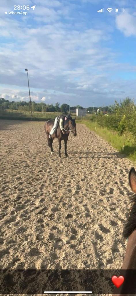 Paarden trainer/inrijden/doorrijden aan geboden, Dieren en Toebehoren, Paarden en Pony's | Verzorgingsproducten, Zo goed als nieuw