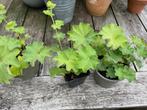 Vrouwenmantel (Alchemilla mollis) in P9, Volle zon, Vaste plant, Zomer, Ophalen