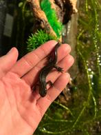 Salamanders, Italiaanse kamsalamanders, Amfibie, Tam, 0 tot 2 jaar