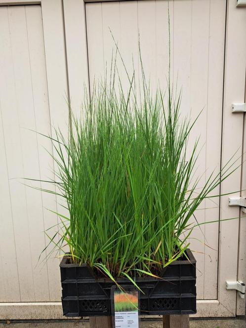 Bloeiende Molinea 'Heidebraut' (pijpenstrootje) in pot!, Tuin en Terras, Planten | Tuinplanten, Overige soorten, Volle zon, Zomer