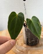 Anthurium Blue Papillilaminum x Red Vein Dark Phoenix (RVDP), Ophalen of Verzenden, Overige soorten, Minder dan 100 cm