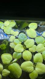 10x limnobium laevigatum, Ophalen, Zo goed als nieuw, Plant(en), Steen of Hout