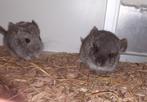 Chinchilla baby bokje Blue slate te koop, Dieren en Toebehoren, Knaagdieren, Mannelijk, Chinchilla