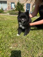 Pomsky pups, 8 tot 15 weken, Poolhond, Meerdere, Meerdere dieren