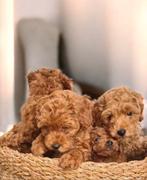 Prachtige toypoedel toy poedel mini pups, Dieren en Toebehoren, Honden | Chihuahua's en Gezelschapshonden, Poedel, CDV (hondenziekte)