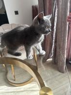 Raszuivere Britse korthaar kittens ( NOG 1 LAATSTE KITTEN), Dieren en Toebehoren, Katten en Kittens | Raskatten | Korthaar, Ontwormd