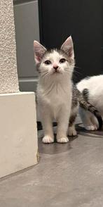 Kitten poesje, Dieren en Toebehoren, Katten en Kittens | Overige Katten, Meerdere dieren