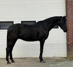 Felicio brave ruin zoekt 🌟🌟🌟🌟🌟 thuis 🏡, Dieren en Toebehoren, Paarden, B, Ruin, 3 tot 6 jaar, Gechipt