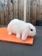 Mooi minilop rammetje van 14 weken, Dieren en Toebehoren, Konijnen, Mannelijk, Dwerg