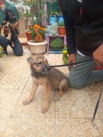 Teddy pup, Dieren en Toebehoren, Honden | Niet-rashonden, Particulier, Rabiës (hondsdolheid), Reu, 8 tot 15 weken