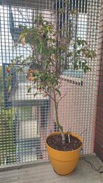 Cornus 'Summer Sky' boom + pot, Tuin en Terras, Planten | Bomen, Halfschaduw, Overige soorten, Lente, 100 tot 250 cm