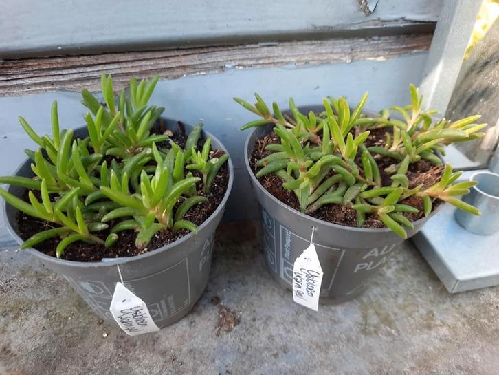 Vaste ijsbloem, gele bloemen, Tuin en Terras, Planten | Tuinplanten, Overige soorten, Volle zon, Zomer, Ophalen