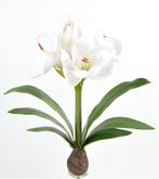 AMARYLLIS - KUNST - WIT