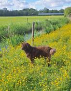 BETAALD HOND UITLATEN  RIDDERKERK, Diensten en Vakmensen, Dieren | Honden | Verzorging, Oppas en Les, Uitlaatservice
