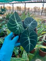 Alocasia Black Velvet - Prachtige kamerplant!, Huis en Inrichting, Kamerplanten, Ophalen of Verzenden