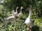 Chinese Knobbelgans  ca. 3 maanden oud., Meerdere dieren, Gans of Zwaan
