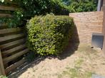 Grote buxus struik, Ophalen, Buxus, Minder dan 100 cm
