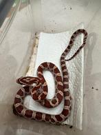 Pantherophis gutattus rode rattenslang morphs, Dieren en Toebehoren, Reptielen en Amfibieën, Slang, Tam, 0 tot 2 jaar