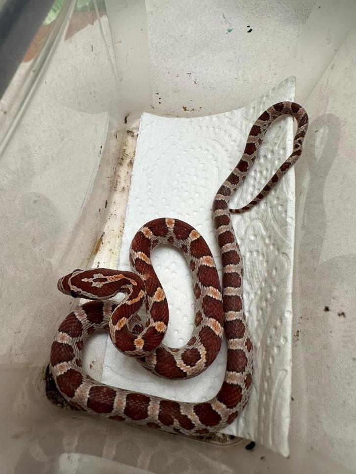 Pantherophis gutattus rode rattenslang morphs