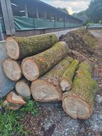 Zaagstammen//brandhout - europese eik, Minder dan 3 m³, Ophalen, Overige houtsoorten, Blokken