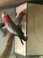 Rose kaketoes, Dieren en Toebehoren, Meerdere dieren, Papegaai, Tam