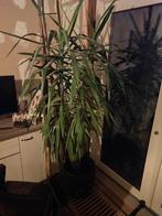 Grote yucca en andere plant, Ophalen, 200 cm of meer, Halfschaduw, In pot