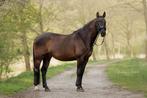 7-jarige, lieve, veelzijdige en enthousiaste ruin (1,74 m), Dieren en Toebehoren, Paarden, B, Gechipt, Ruin, 170 tot 175 cm