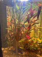 2 stekjes cryptocoryne balansae, Vis