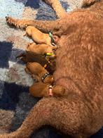 Labradoodle pups, Rabiës (hondsdolheid), 8 tot 15 weken, Meerdere, Meerdere dieren