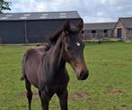 Hengstveulen KWPN, Dieren en Toebehoren, Paarden, Minder dan 160 cm, Dressuurpaard, 0 tot 2 jaar, Hengst