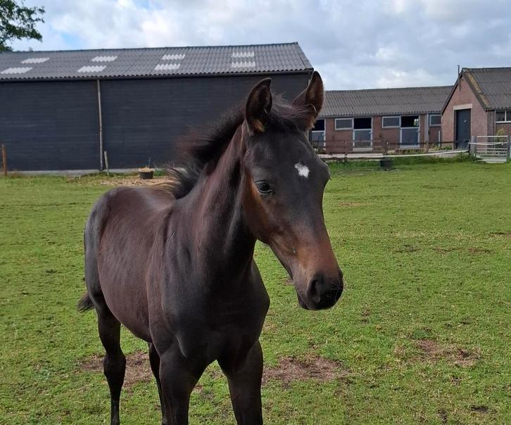 Hengstveulen KWPN, Dieren en Toebehoren, Paarden, Hengst, Onbeleerd, Minder dan 160 cm, 0 tot 2 jaar, Dressuurpaard, Met stamboom