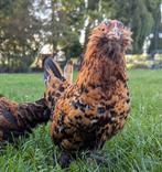 Jonge ukkelse baardkriel hen sierkip, Dieren en Toebehoren, Pluimvee, Kip
