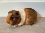 Lief zeugje Lily, Dieren en Toebehoren, Knaagdieren, Mei, Vrouwelijk, Cavia