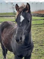 Prachtige merrie veulen welsh pony te koop, Dieren en Toebehoren, Merrie, Niet van toepassing, Gechipt, 0 tot 2 jaar