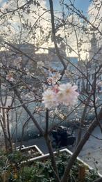 Tuinhulp, Ophalen of Verzenden, Rond, Minder dan 25 cm, Tuin