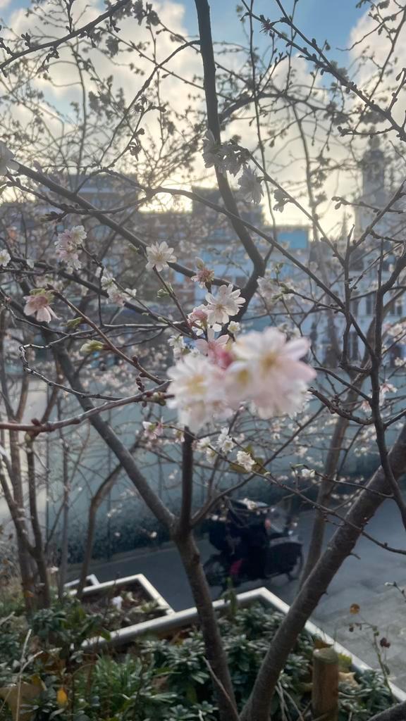 Tuinhulp, Tuin en Terras, Bloempotten, Tuin, Minder dan 25 cm, Rond, Ophalen of Verzenden