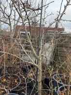 Gieser wildeman boom, Ophalen, Lente, Volle zon, Perenboom