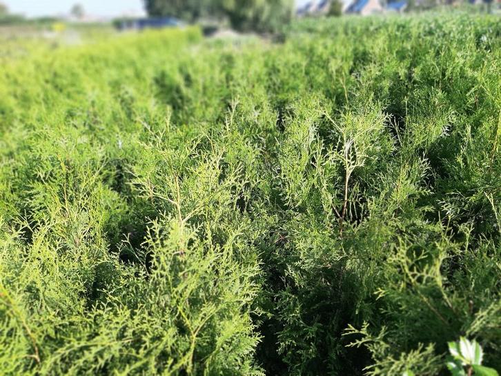 Haag conifeer Thuja plicata Martin en excelsa 200cm+, Tuin en Terras, Planten | Struiken en Hagen, Haag, Conifeer, 100 tot 250 cm