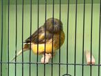 Gloster kanarie, Dieren en Toebehoren, Meerdere dieren, Postuurkanarie