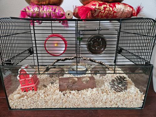 Veel kooien / terrariums / toebehoren voor hamsters, Dieren en Toebehoren, Knaagdieren en Konijnen | Hokken en Kooien, Kooi, Minder dan 60 cm