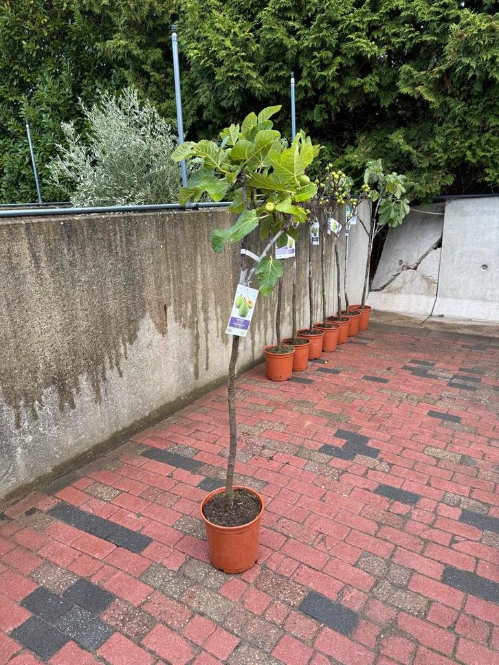 Winterharde Vijgenboom 180cm - van €79,95 voor €29,95, Tuin en Terras, Planten | Bomen, Overige soorten, 100 tot 250 cm, Volle zon