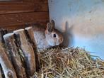 Lieve kleurdwerg ram zoekt nieuw huis, Mannelijk, Dwerg, 0 tot 2 jaar