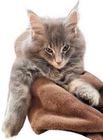 Maine coon kittens blue smoke, Dieren en Toebehoren, Katten en Kittens | Raskatten | Langhaar, Meerdere dieren, Gechipt