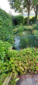 Ophalen reiger!!, Ophalen of Verzenden, Volledige schaduw, Overige soorten, Minder dan 100 cm