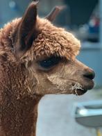 Alpaca hengst, Juni, Mannelijk