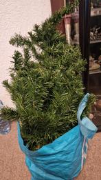Gratis 1,5m kerstboom, Tuin en Terras, Vaste plant, Bloeit niet, Halfschaduw, Ophalen
