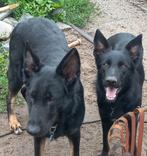 2 lieve Duitse Herder teefje zoeken een goed huis, Teef, Parvo, Meerdere, 3 tot 5 jaar