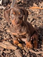 choco gladhaar teckel pup, Reu, CDV (hondenziekte), 8 tot 15 weken, Korthaar