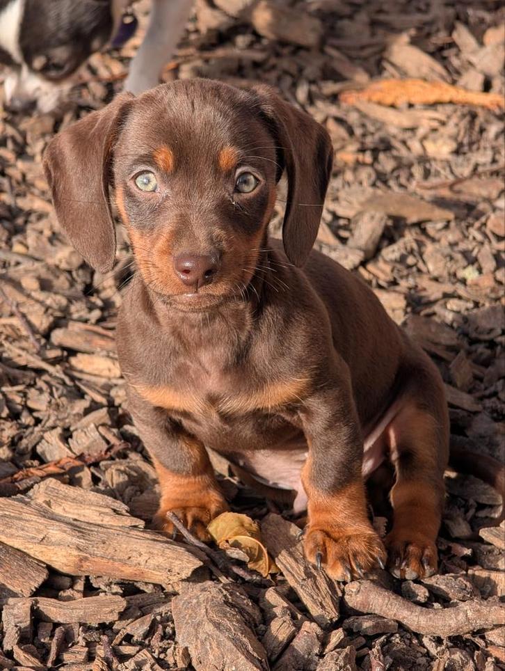 choco gladhaar teckel pup, Dieren en Toebehoren, Honden | Teckels en Dashonden, Reu, Korthaar, Dwerg, Particulier, Meerdere, Nederland