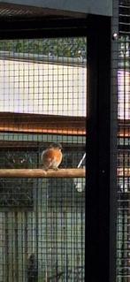 Kapoetsesijs, Vrouwelijk